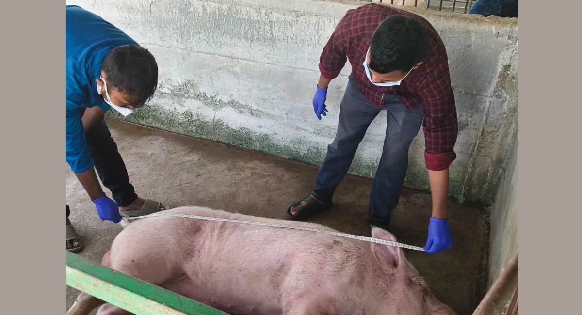 Pork sales banned in Moran after 10 samples test positive for African Swine Fever