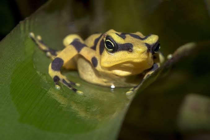 Scientists Return Panamanian Golden Frogs to Nature After Having Disappeared Due to a Deadly Fungus.