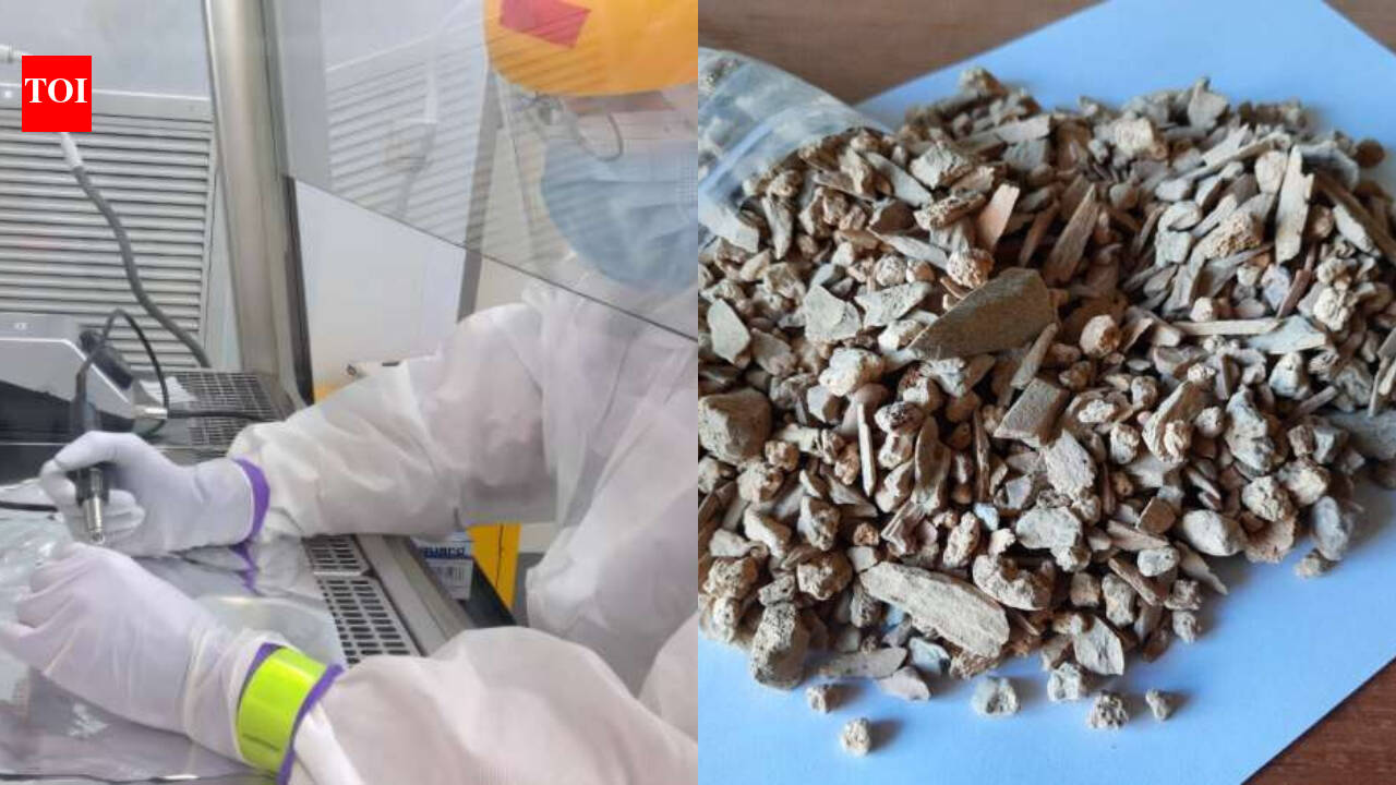 Scientists studying ancient Siberian bone fragments used DNA to identify a previously unknown extinct bovine related to modern yaks that followed its own evolutionary path for hundreds of thousands of years