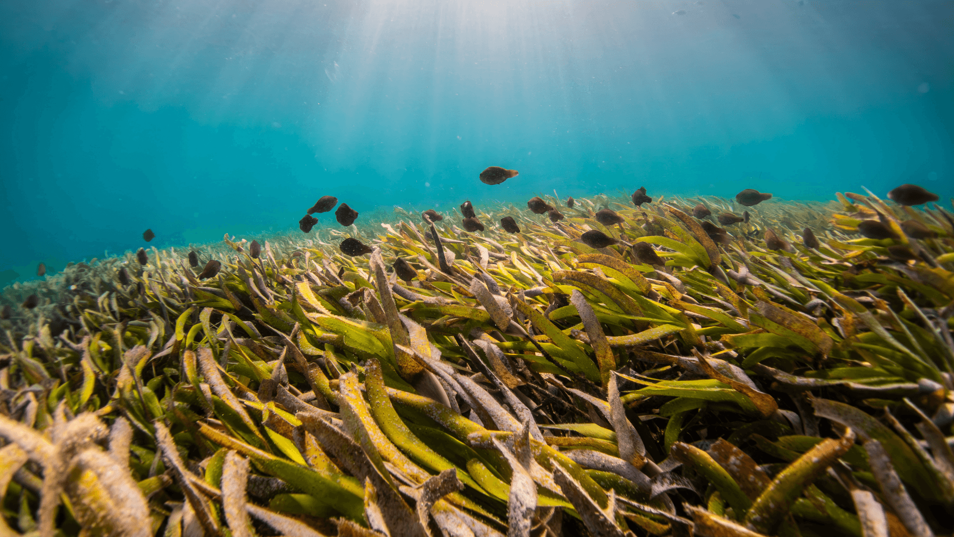 Parrotfish in a seagrass meadow in Zanzibar, Tanzania. Image courtesy of Benjamin Jones.