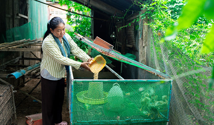 Siem Reap farmer named among FAO’s 100 heroines in agriculture