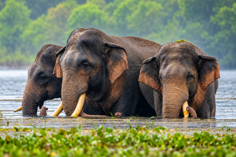 Sri Lanka elephant found with a gunshot wound. How can tuskers be protected?