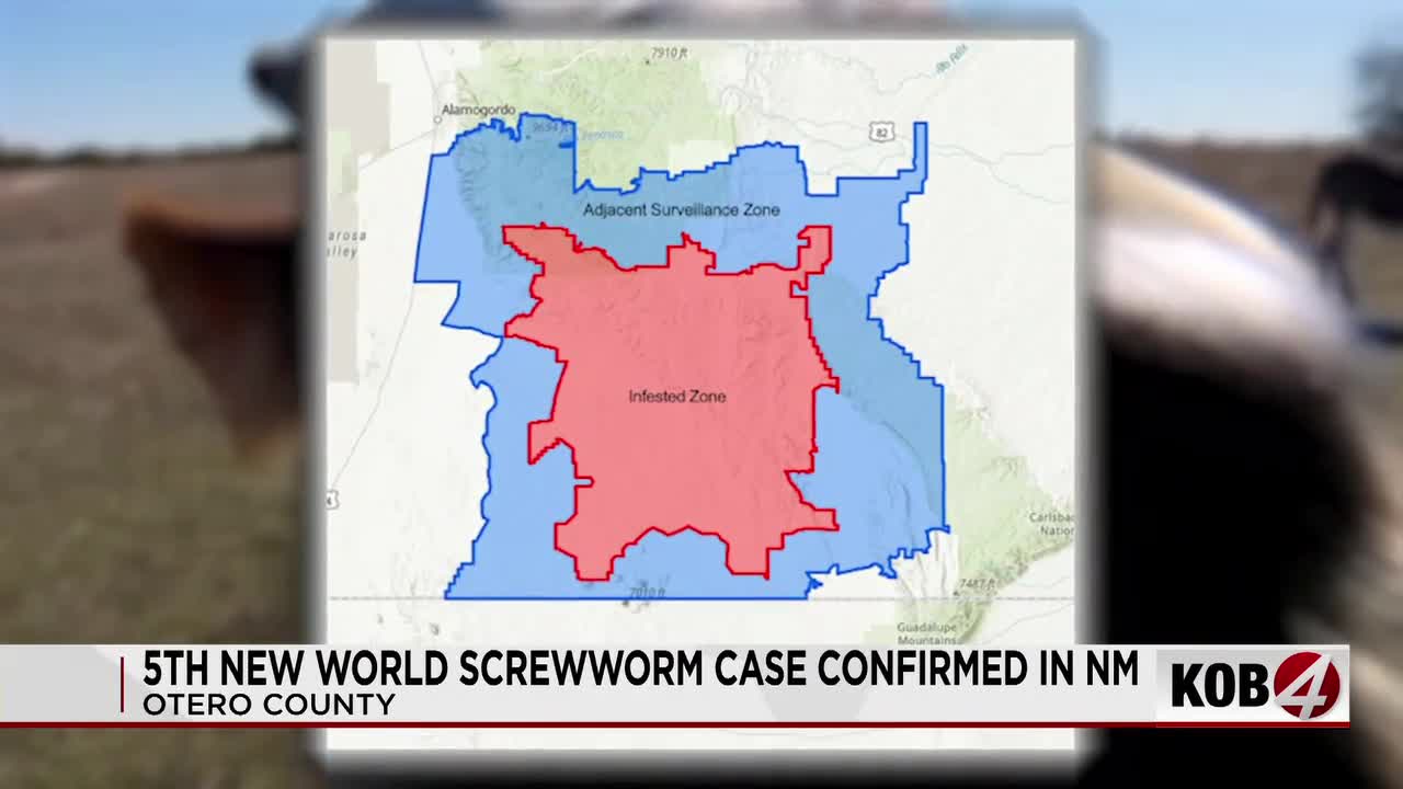 State and fed AG officials respond to New Mexico's 5th New World screwworm case