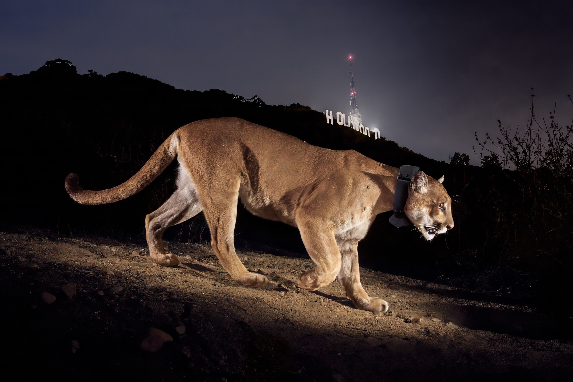 P-22, a cougar photographed in Los Angeles’ Griffith Park. He crossed two of the busiest freeways in the U.S., the 101 and 405, to find his own territory. Image © Steve Winter/Big Cat Voices.