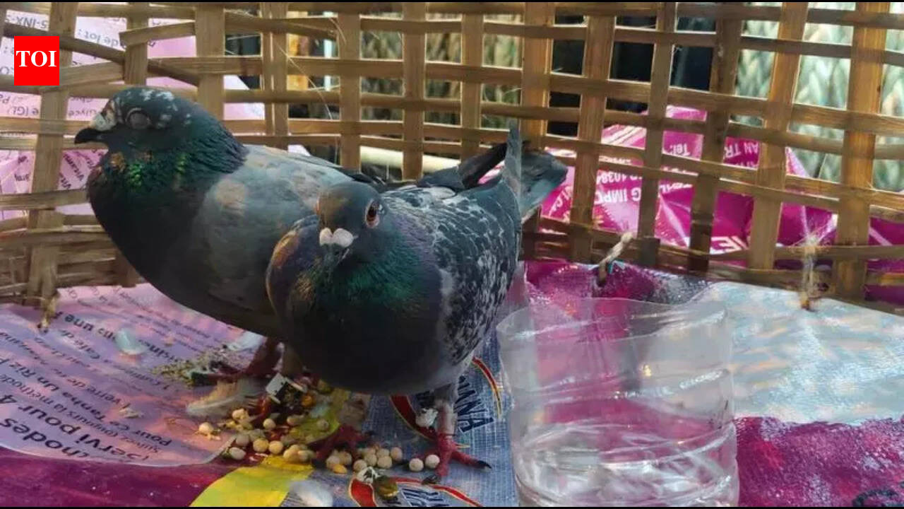 Suspicious pigeon with coded ring, Pak currency causes a flutter in Jammu | India News