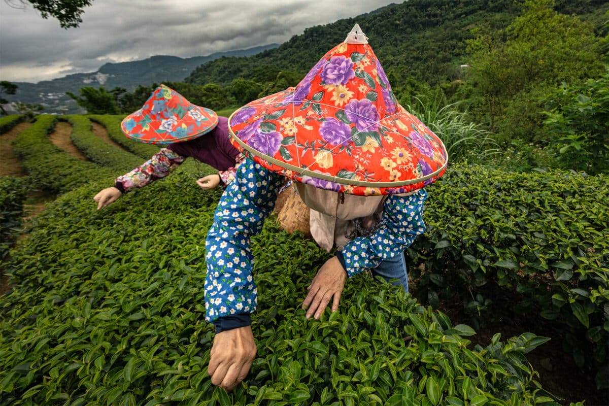 Volunteers harvest tea leaves in Shenkeng district, Taiwan. During the harvest season, groups of women from the Shenkeng community will move from plantation to plantation, working in a centuries-old spirit of mutual assistance across farms. Experts contend that teas picked by hand are much less likely to be damaged and produce a finer product. Image by Michael O. Snyder for Mongabay.