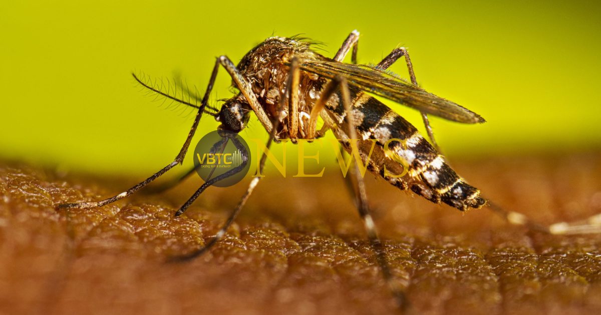 Tanna Records 113 Dengue Cases, One Patient Referred