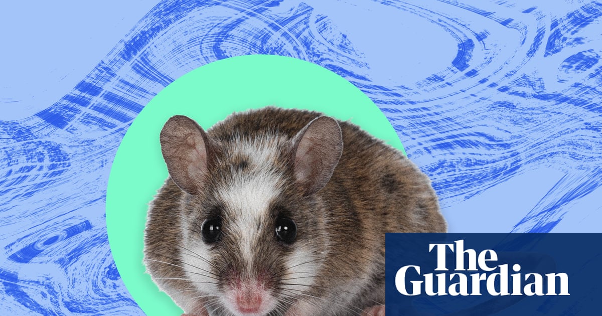 The pest I’ll never forget: the rats stood six or seven deep on the lawn beside my dormitory | Life and style