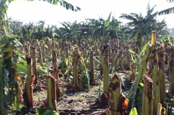 Tornado and rain cause crop damage in Valverde