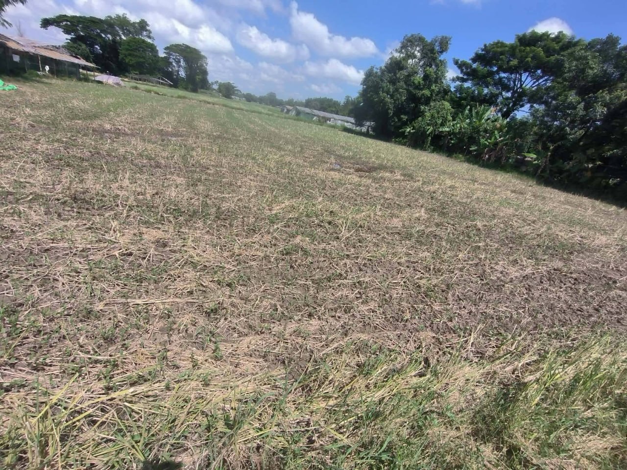 Torrential rain destroys urad bean farms across Irrawaddy delta