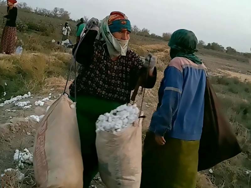 Turkmenistan Mobilizes Civil Servants to Pick Cotton; Farmers Underpaid for Their Harvest