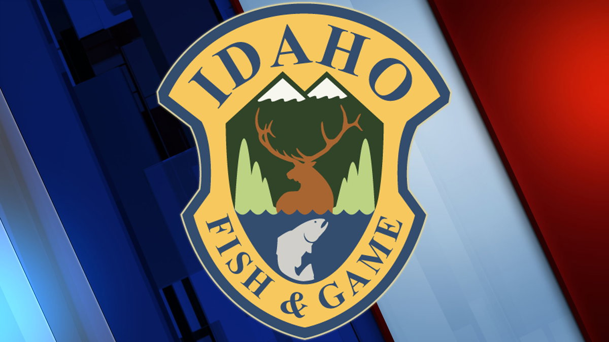Two moose lethally removed from I-15 in Pocatello - LocalNews8.com