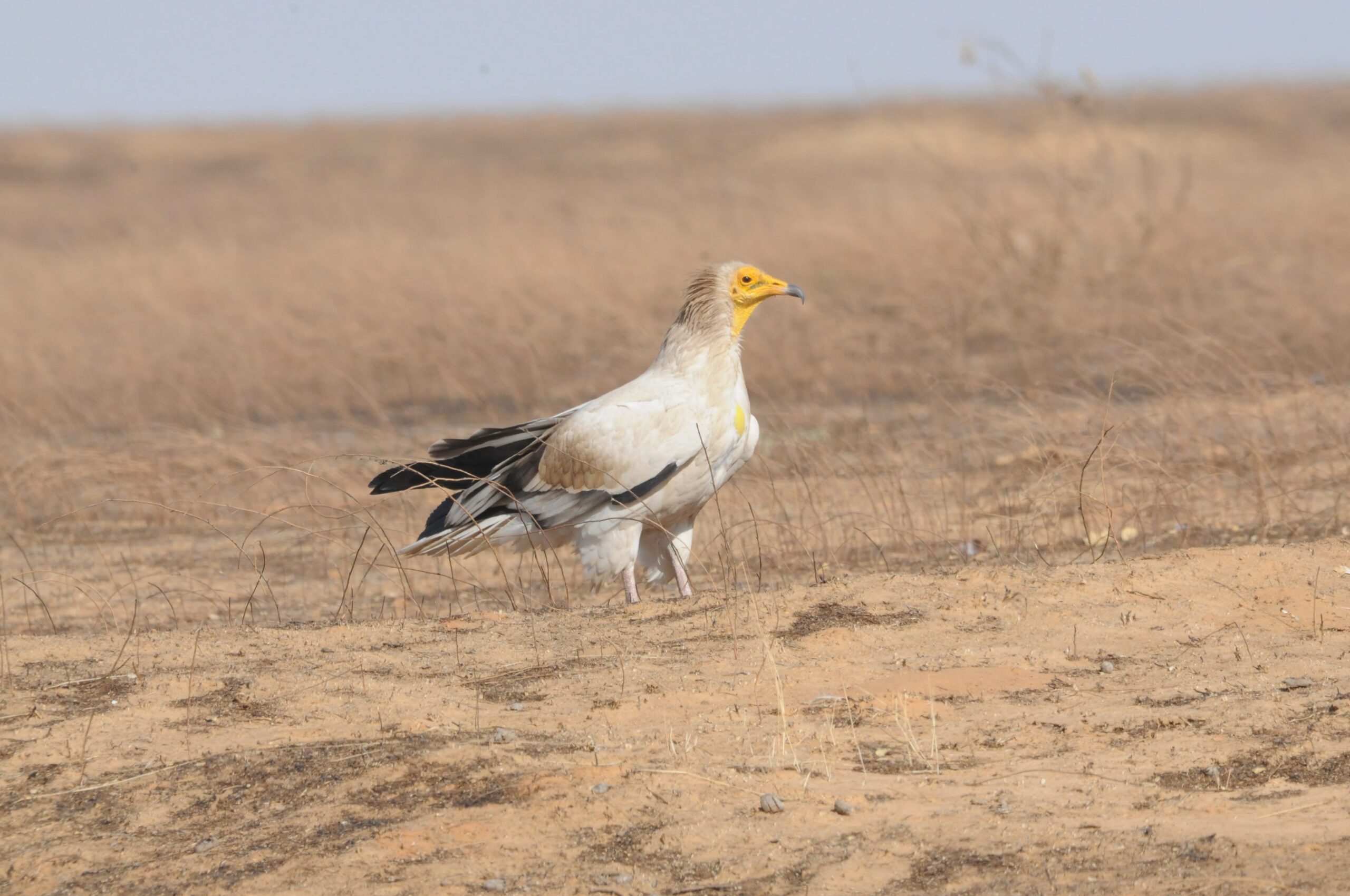 Vulture conservation project to target illegal killing and poisoning in Chad