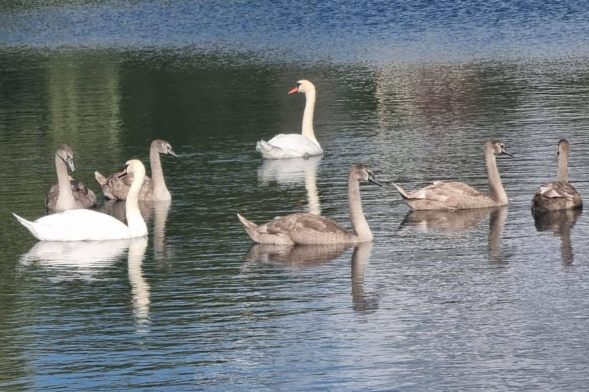 Warning to anglers after spate of injured cygnets found in discarded fishing line