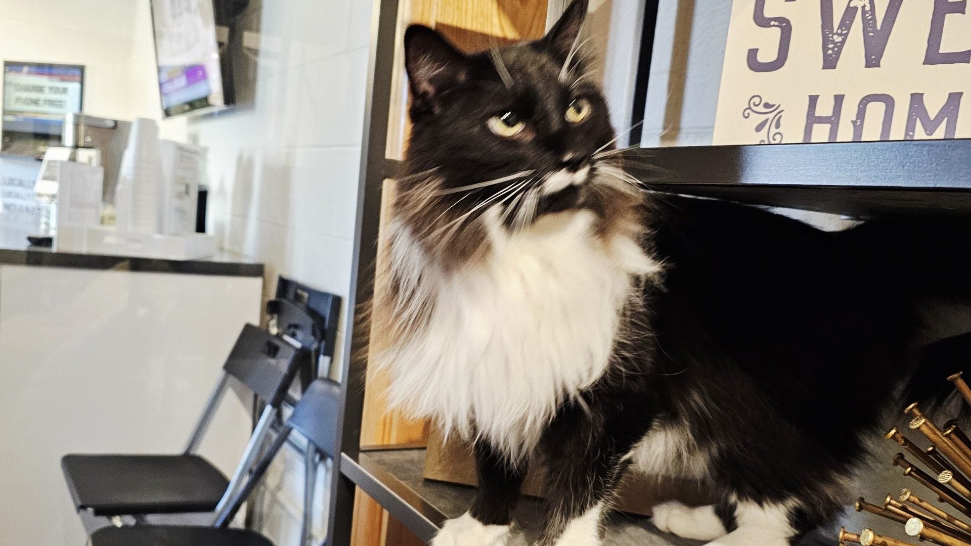 Weather changes and hidden pain can affect your cat