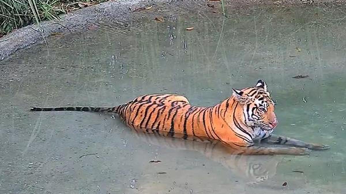 West Bengal steps up efforts to bring back tigress that strayed into Assam