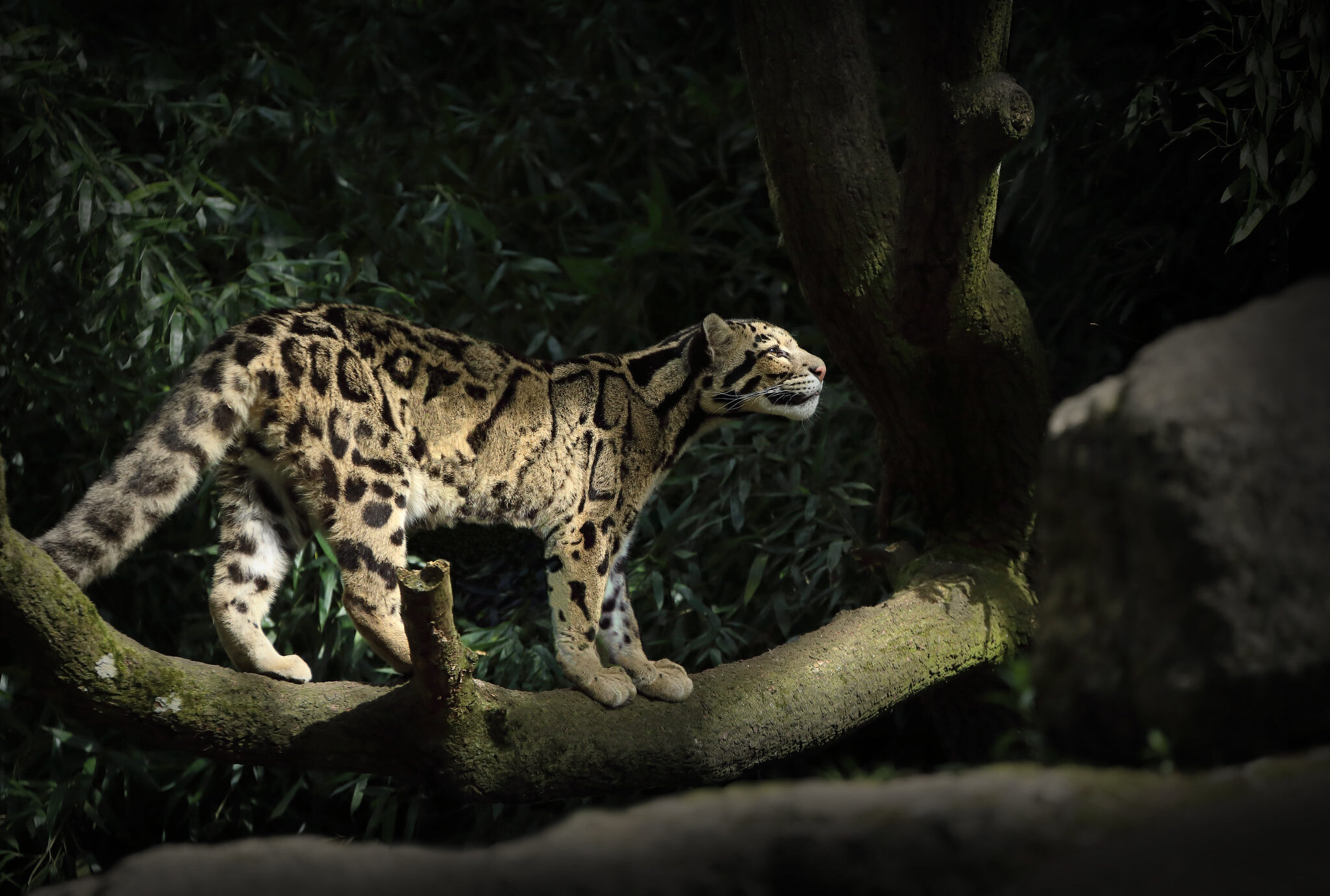 ‘Action on the ground’ in Laos is needed to recover large mammals, protect more species