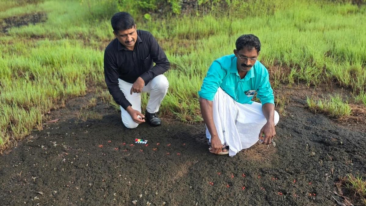 ‘Game boards’ carved on rocks in Kasaragod hint at age-old yen for leisure