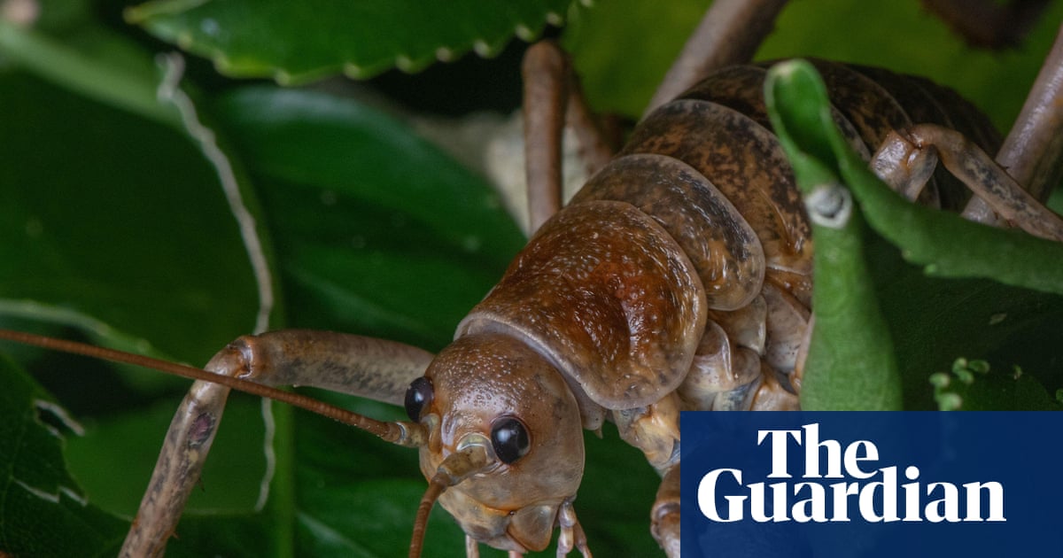 ‘The future is bright’: breeding programme brings world’s heaviest insect back from the brink | New Zealand